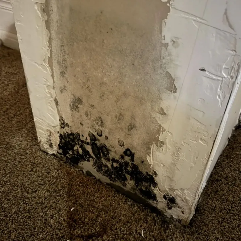 Professional Mold Removal in Orange County, IN